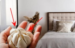 Why Should Garlic Be Kept at the Head of the Bed? The Surprising Health Benefits of a Nighttime Garlic Ritual