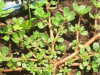 What Happens to Your Body If You Eat Purslane Every Day?