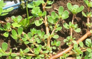 What Happens to Your Body If You Eat Purslane Every Day?
