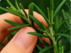 Discover the Power of Rosemary: “Natural Morphine” in Your Own Home