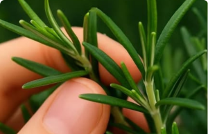 Discover the Power of Rosemary: “Natural Morphine” in Your Own Home