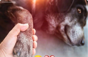 11 Telltale Signs That Your Dog Might Be Approaching the End of Their Life