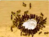 How to Remove Ants, Mites, and Cockroaches at Home Forever with the Toothpaste Hack