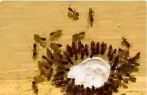 How to Remove Ants, Mites, and Cockroaches at Home Forever with the Toothpaste Hack