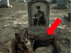 Everyone Thought This Dog Was Mourning Her Owner…