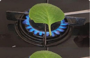 Oregano Is More Than Just a Kitchen Spice — Here’s What Happens When You Burn It