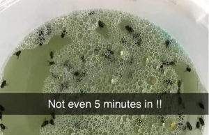 Say Goodbye to Pesky Insects with This Homemade Natural Bug Repellent