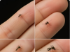 The Trick to Spotting (and Removing) a Mosquito Hiding in Your Bedroom — Without Getting Out of Bed
