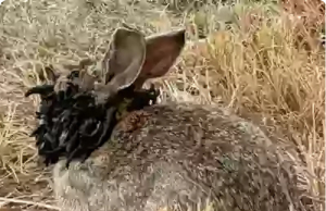 Experts Issue Warning as Infected ‘Frankenstein’ Rabbits with ‘Tentacles’ Invade the U.S.