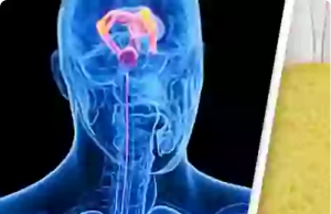 Eye-Opening Simulation Reveals Exactly What Happens to Your Body When You Fast for 24 Hours