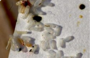 “I Thought It Was Just Rice — But the Truth Was Far Worse: My Bedbug Egg Nightmare”
