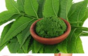 The Hidden Power of Neem Leaves: Nature’s Forgotten Healing Treasure
