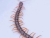 This is what it means to find a centipede in the house