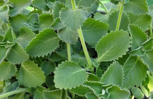 Just 1 oregano leaf a day and you won’t suffer from any more…