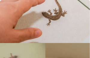 What does a lizard squeaking in the house mean?