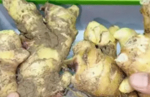 Keep Ginger from Sprouting All Year: The Simple Powder Trick That Works Like Magic