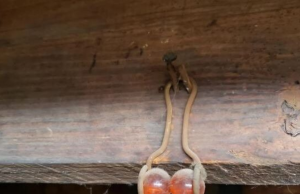 Unlock the Timeless Charm of an Antique Treasure