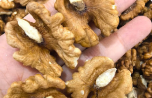 Doctors Reveal That Eating Walnuts Causes… Amazing Things for Your Heart, Brain & Long-Term Health!