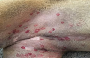 Vet Reveals Why Red Bites Are Appearing on Dogs’ Stomachs — And When Not to Panic