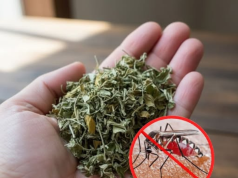 Crush a Handful of These Leaves and Put Them in the Room—All the Mosquitoes Will Fly Away