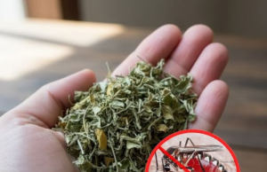 Crush a Handful of These Leaves and Put Them in the Room—All the Mosquitoes Will Fly Away