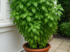 Gardener’s Tip: Grow Lush Basil That Lasts a Lifetime – Try This Trick for Making It Thrive for Over 10 Years