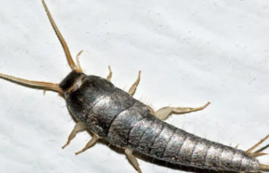 If You Find This Insect in Your Home, Here’s What It Means