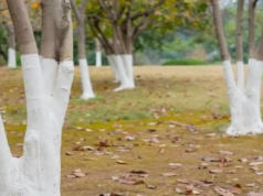 Why Are Some Trees Painted White? A Winter Secret, Revealed