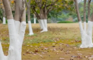 Why Are Some Trees Painted White? A Winter Secret, Revealed