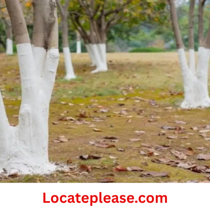 Locateplease - 2025-11-17T155640.125