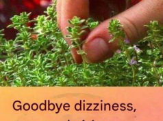 T he Quiet Power of Nature: Herbs That Walk Beside Us in Balance and Grace