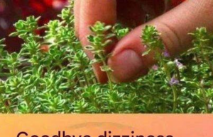 T he Quiet Power of Nature: Herbs That Walk Beside Us in Balance and Grace