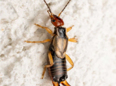 Help! My 8-year-old was bitten by this strange bug, and I’m really worried. My sister-in-law nearby has seen similar ones. Any idea what it is?