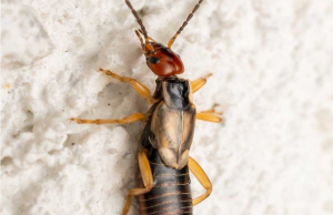 Help! My 8-year-old was bitten by this strange bug, and I’m really worried. My sister-in-law nearby has seen similar ones. Any idea what it is?