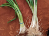 Green Onions vs. Scallions vs. Spring Onions vs. Chives: Your Foolproof Guide to the Leafy Allium Family