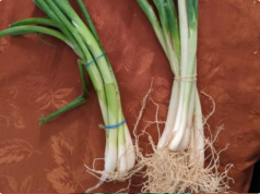 Green Onions vs. Scallions vs. Spring Onions vs. Chives: Your Foolproof Guide to the Leafy Allium Family