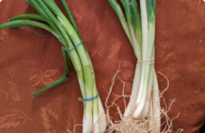 Green Onions vs. Scallions vs. Spring Onions vs. Chives: Your Foolproof Guide to the Leafy Allium Family