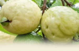 Unlock the Power of Guava: Nature’s Secret for Balanced Blood Sugar