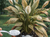 The Simple Powder That Can Save a Struggling Peace Lily (And How to Use It Safely)