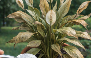 The Simple Powder That Can Save a Struggling Peace Lily (And How to Use It Safely)