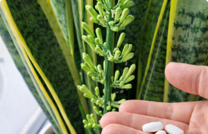 The Hidden Reason Your Snake Plant Is Blooming (And Why It’s a Good Sign)