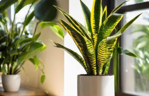 The Complete Guide to Propagating Snake Plants (Sansevieria) in 3 Simple Ways