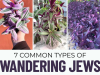 The Wandering Jew: A Guide to 7 Stunning Tradescantia Varieties (and How to Care for Them All)