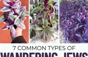 The Wandering Jew: A Guide to 7 Stunning Tradescantia Varieties (and How to Care for Them All)