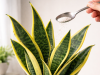 The Tiny Spoon Trick That Builds Stronger Snake Plants (And How to Do It Right)