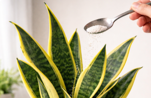 The Tiny Spoon Trick That Builds Stronger Snake Plants (And How to Do It Right)