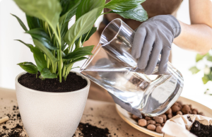 Stop Watering Your Peace Lily Wrong—Here’s the Right Way to Keep It Thriving