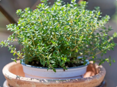 Thyme: The Mighty Herb Growing Everywhere in My Home—And Why I Rely on It Daily