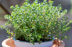 Thyme: The Mighty Herb Growing Everywhere in My Home—And Why I Rely on It Daily