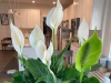 Why Your Peace Lily Isn’t Blooming—and the Simple Fix You’re Probably Missing